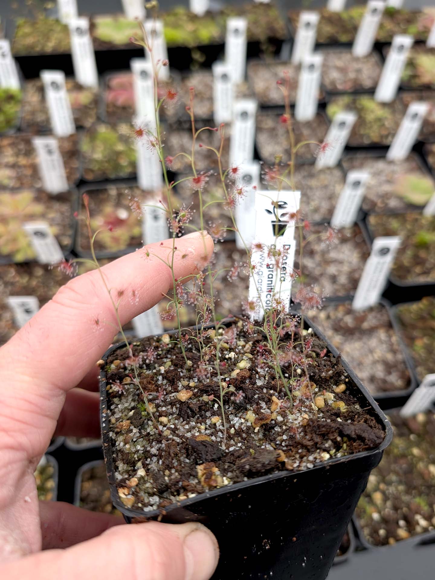 Drosera aff. graniticola
