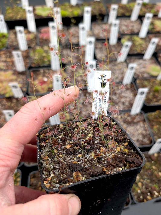 Drosera aff. graniticola