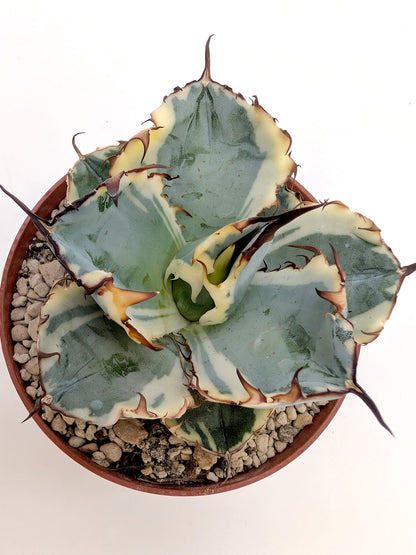 Agave titanota 'Black and Blue' f. variegata