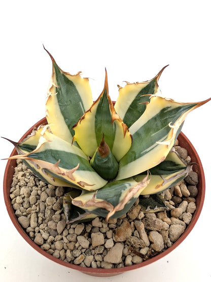 Agave titanota 'Snaggletooth' f. variegata