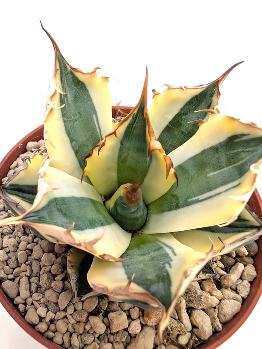 Agave titanota 'Snaggletooth' f. variegata