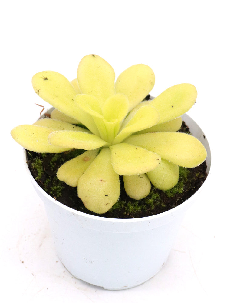 Pinguicula agnata