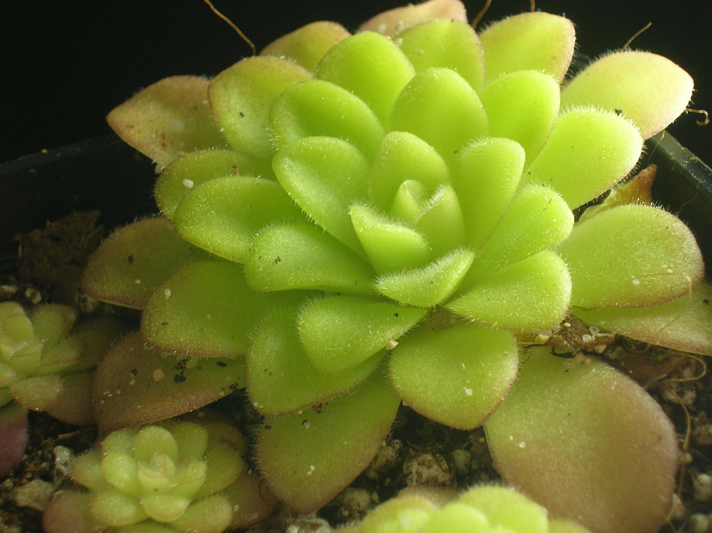 Pinguicula agnata