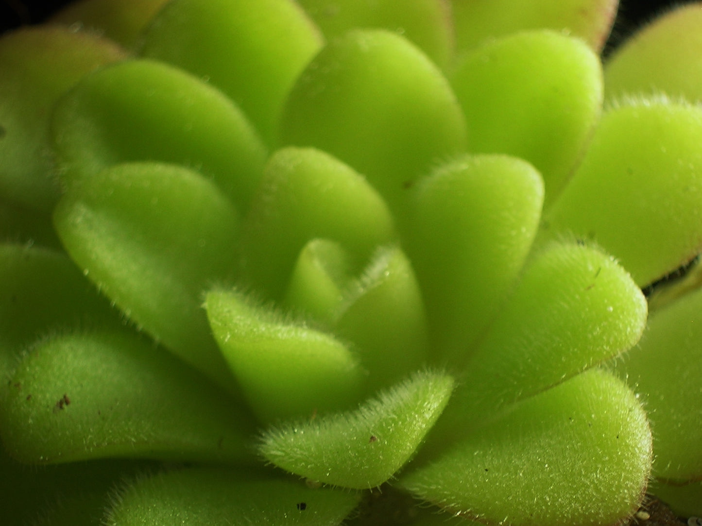 Pinguicula agnata