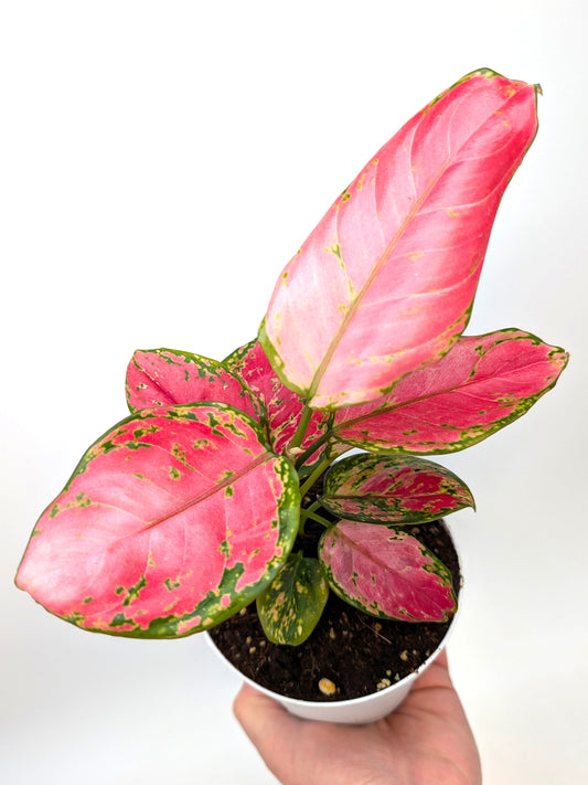 Aglaonema commutatum "Red Zirkon"