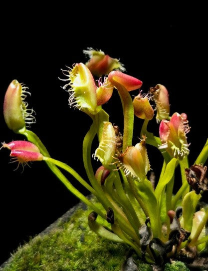 Dionaea muscipula Air Bus