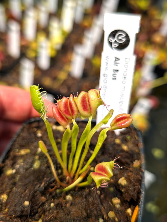 Dionaea muscipula Air Bus