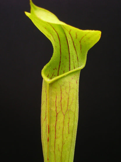 A11 MK Sarracenia alata var. winged West Louisiana