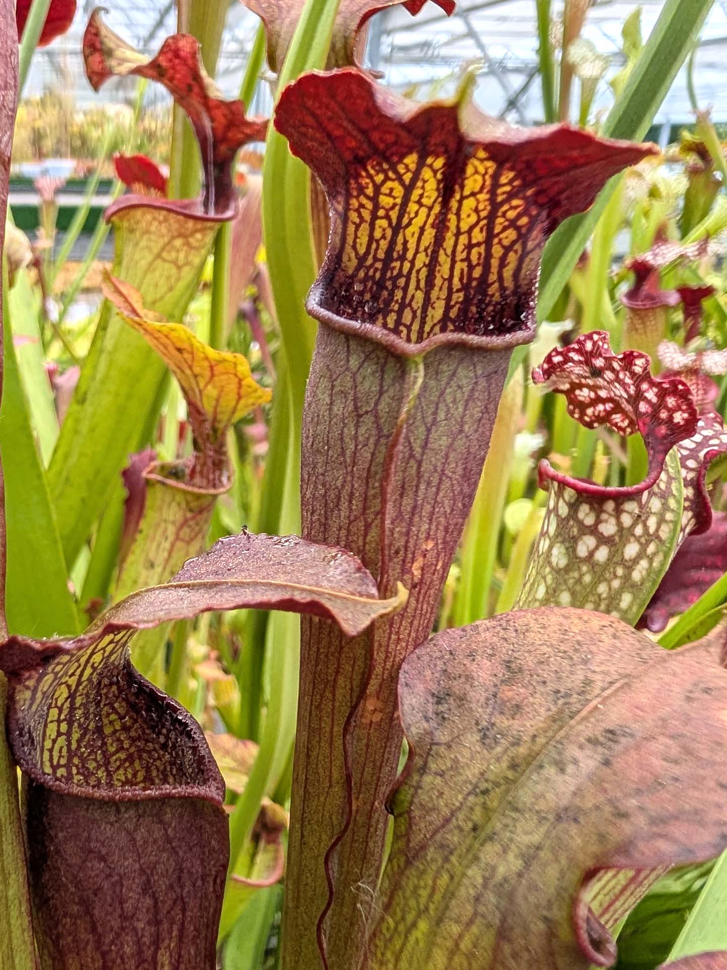 Sarracenia alata var. rubrioperculata "Purple throat" Klein