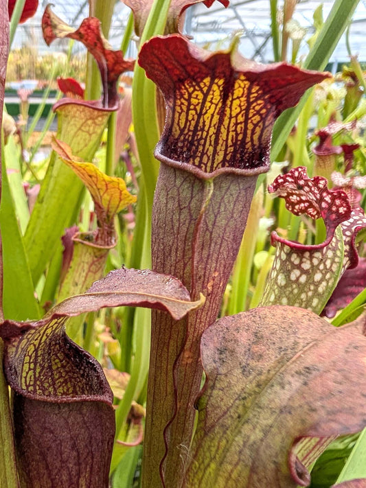 Sarracenia alata var. rubrioperculata "Purple throat" Klein
