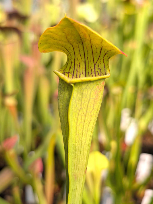Sarracenia alata var. alata "Heavy veining inside pitcher tube" West Louisiana, W, MS A41 MK