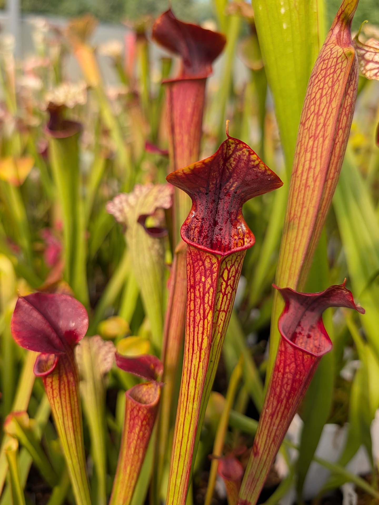 Sarracenia alata "Giant" x cuprea
