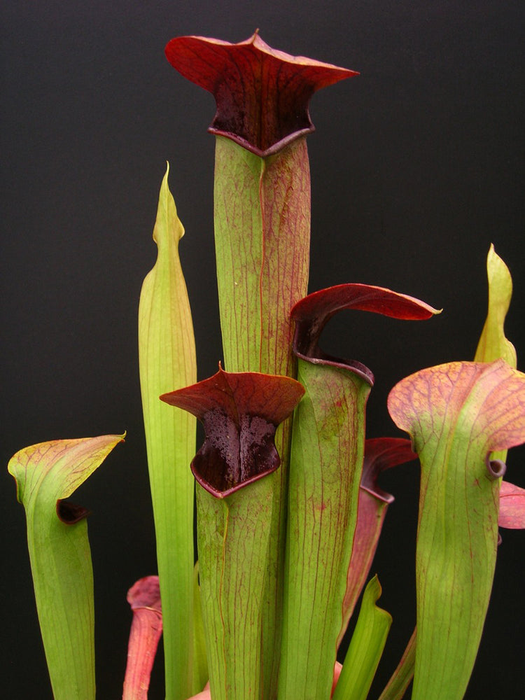 Sarracenia alata var. rubrioperculata "Purple throat"