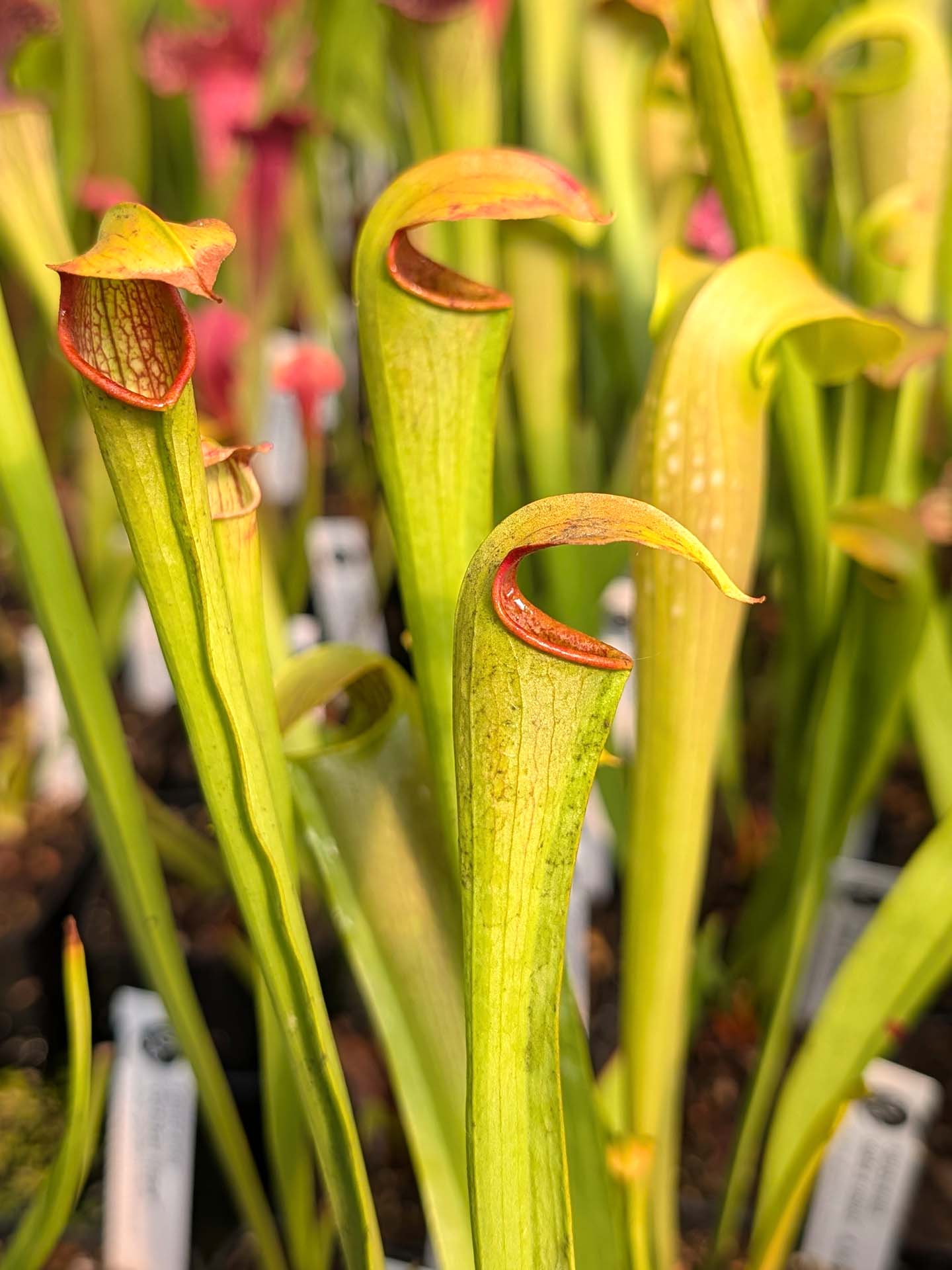 Sarracenia alata x minor A.Selwin