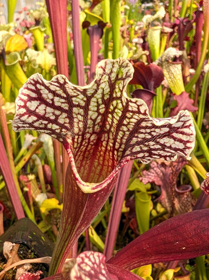 Sarracenia purpurea var. montana x leucophylla var. alba Selected clone