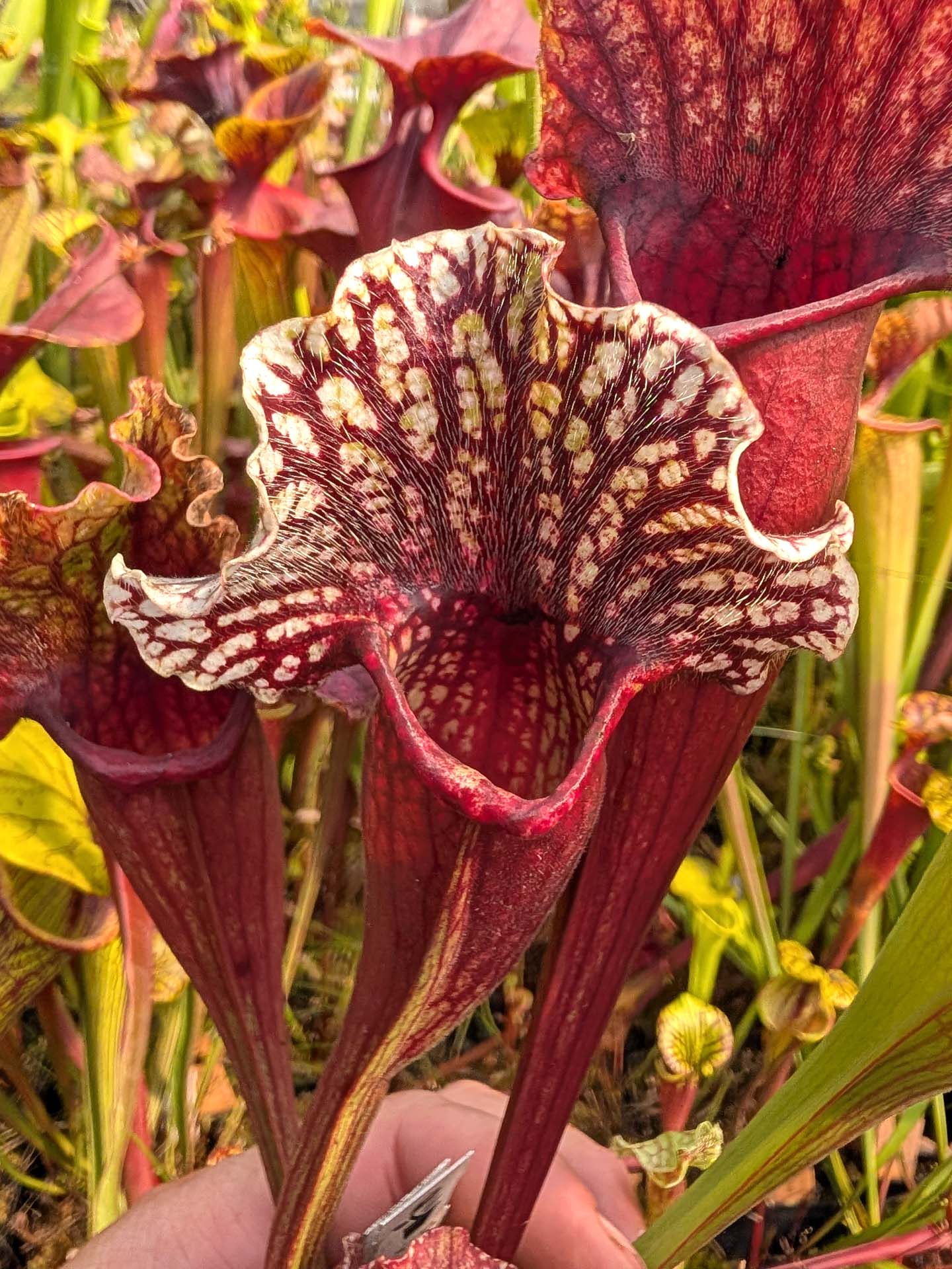 Sarracenia purpurea var. montana x leucophylla var. alba Selected clone