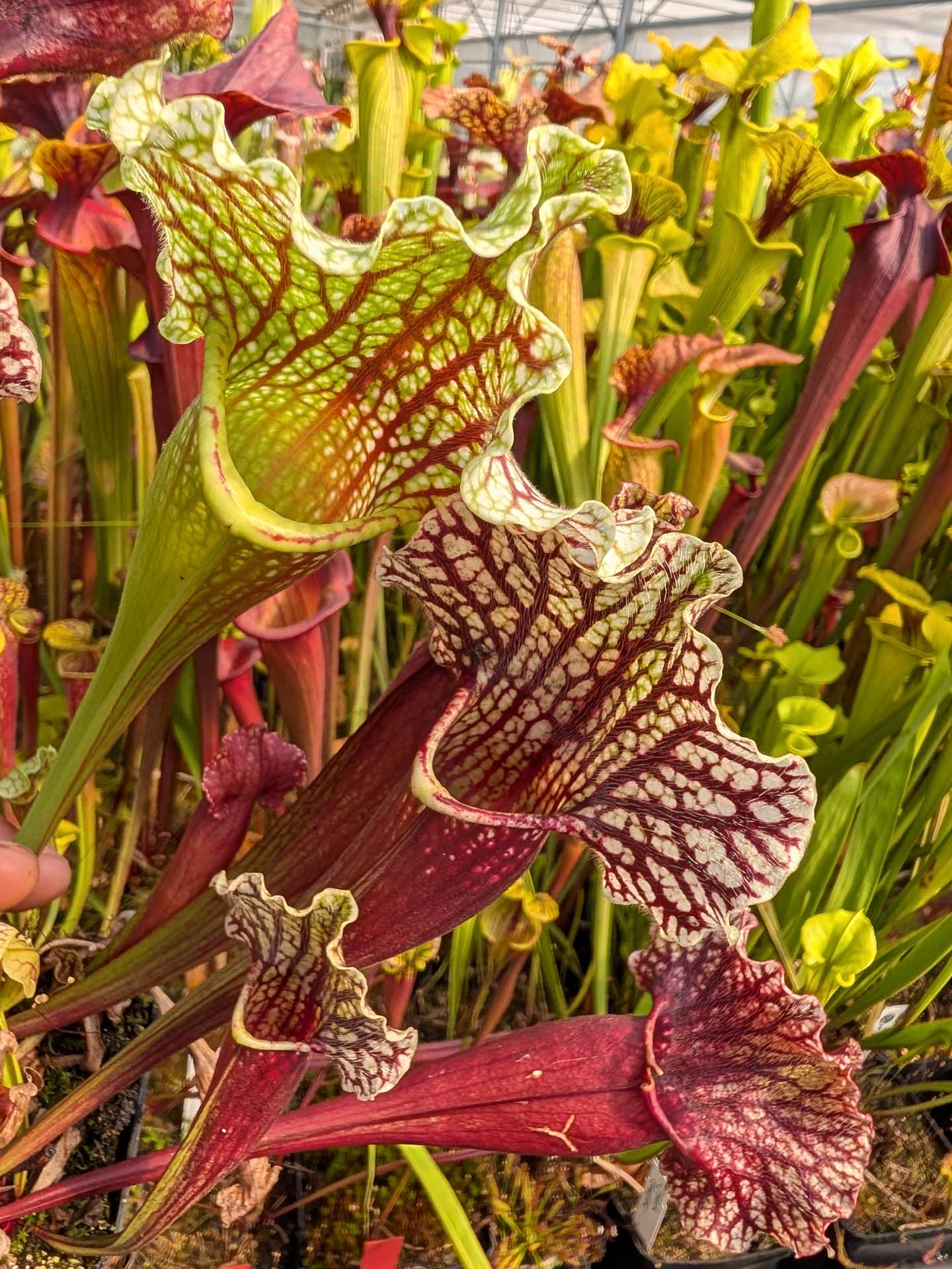 Sarracenia purpurea var. montana x leucophylla var. alba Selected clone