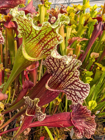 Sarracenia purpurea var. montana x leucophylla var. alba Selected clone