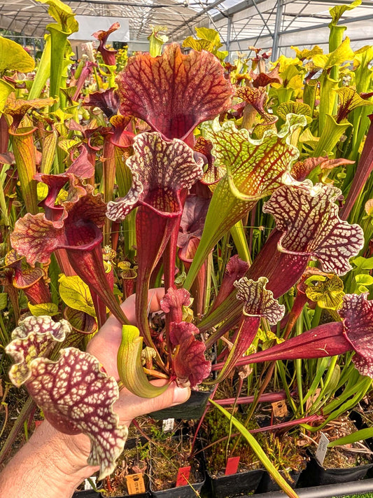 Sarracenia purpurea var. montana x leucophylla var. alba Selected clone