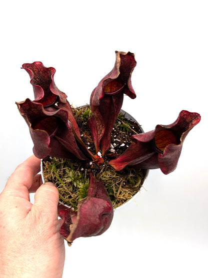 Sarracenia purpurea ssp. venosa "All Red" North of Supply, Green Swamp