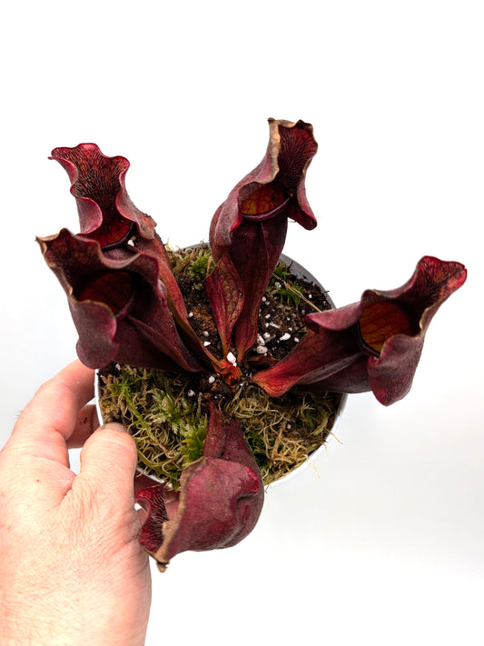 Sarracenia purpurea ssp. venosa "All Red" North of Supply, Green Swamp