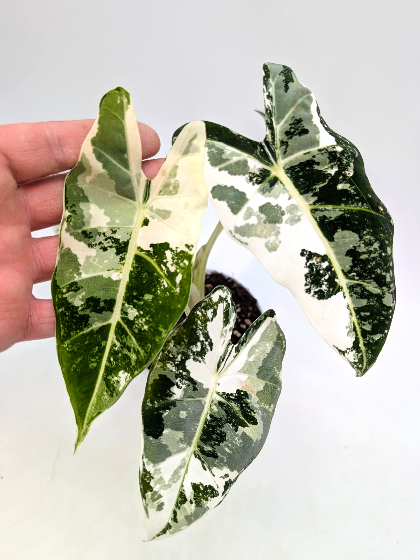 Alocasia micholitziana 'Frydek' variegata