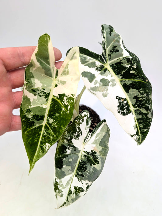 Alocasia micholitziana 'Frydek' variegata