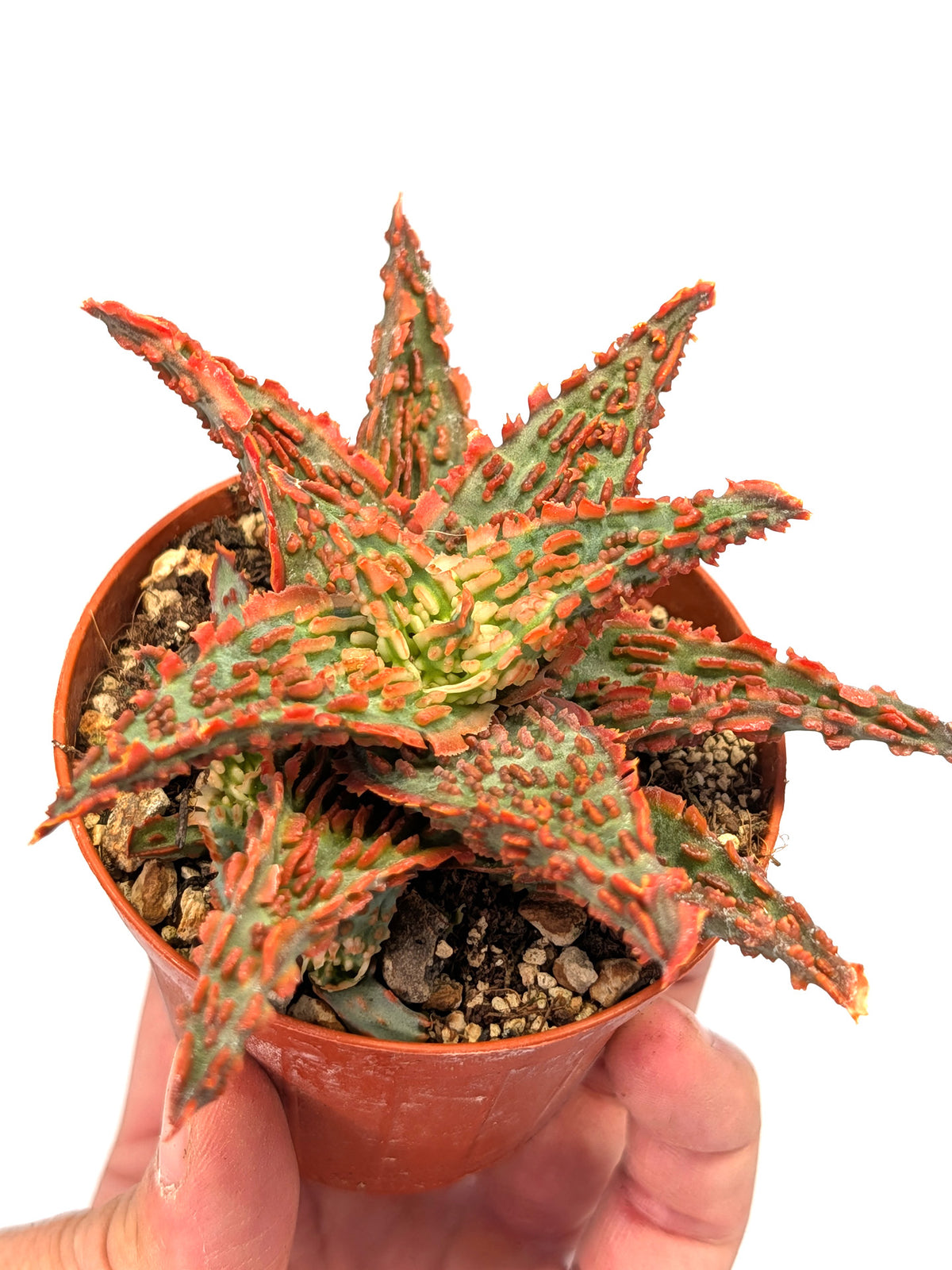 Aloe TCT Hybrid "Red"