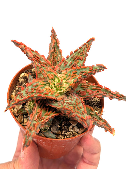 Aloe TCT Hybrid "Red"