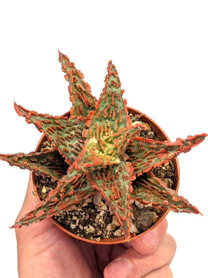 Aloe TCT Hybrid "Red"