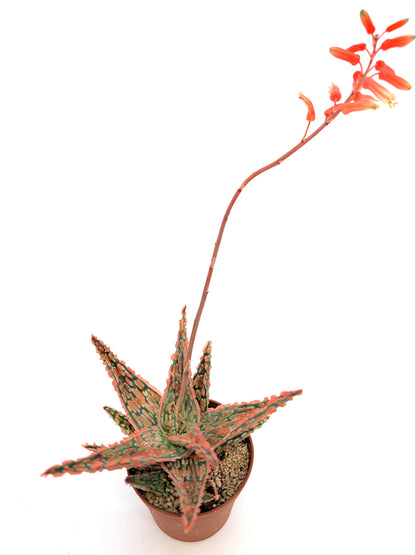 Aloe TCT Hybrid "Pink"