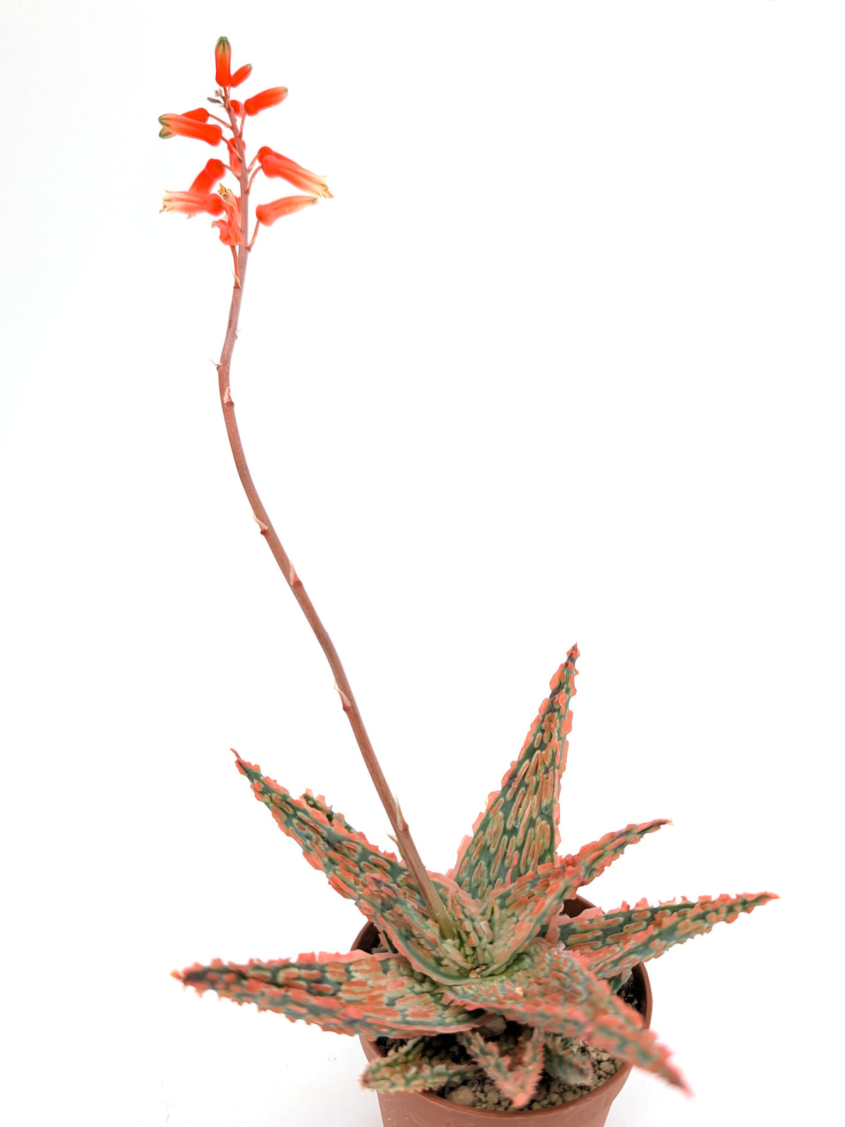 Aloe TCT Hybrid "Pink"
