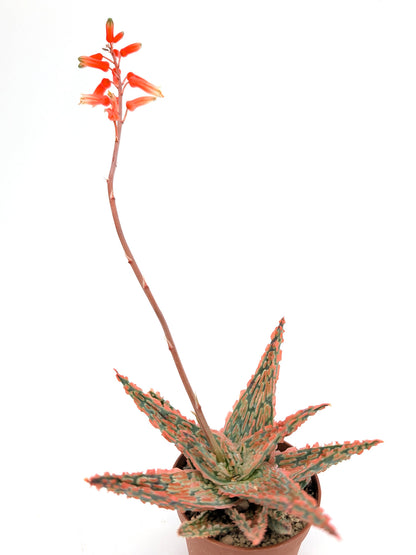 Aloe TCT Hybrid "Pink"