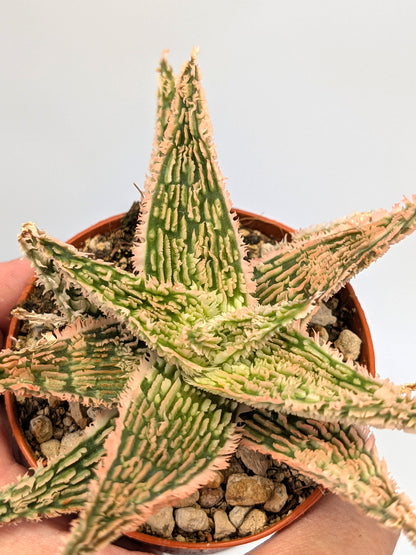 Aloe TCT Hybrid "Pink"