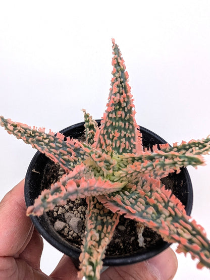 Aloe TCT Hybrid "Pink"