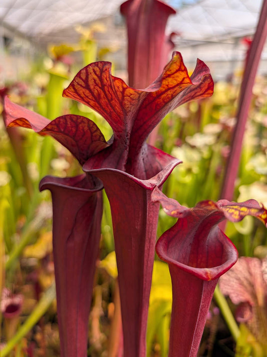 Sarracenia 'Alucard'