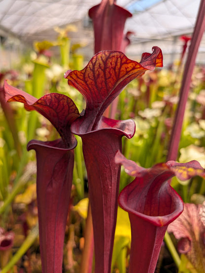 Sarracenia 'Alucard'
