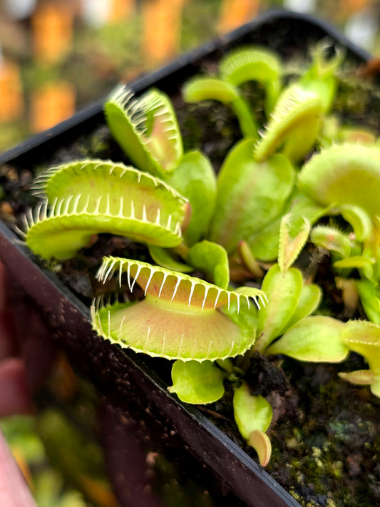 Dionaea muscipula „Amenophis“