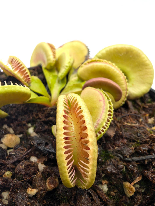 Dionaea muscipula Amenhotep