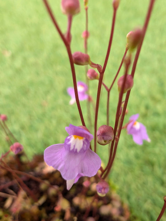 Utricularia amethystina