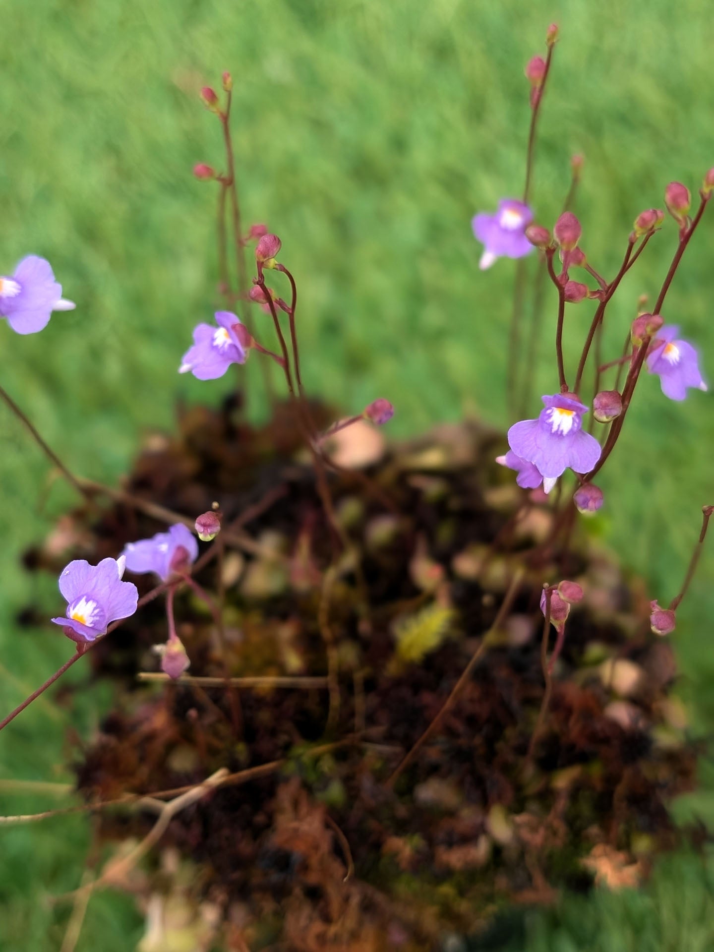 Utricularia amethystina