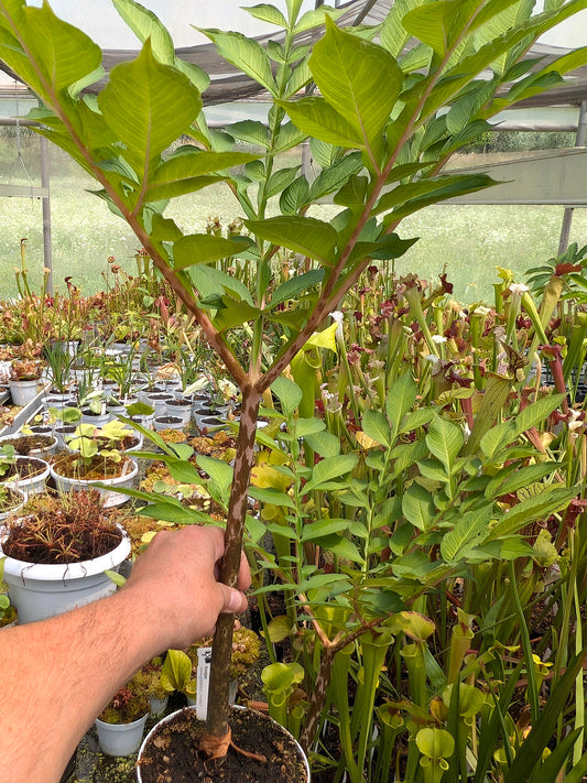 Amorphophallus Konjac