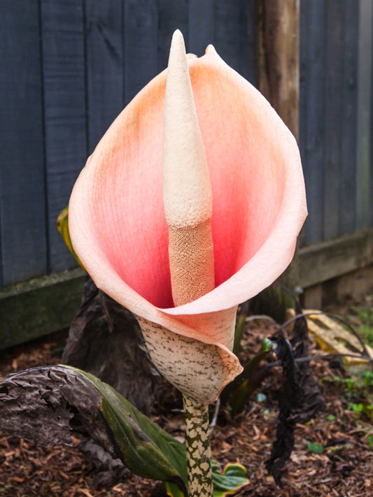Amorphophallus bulbifer