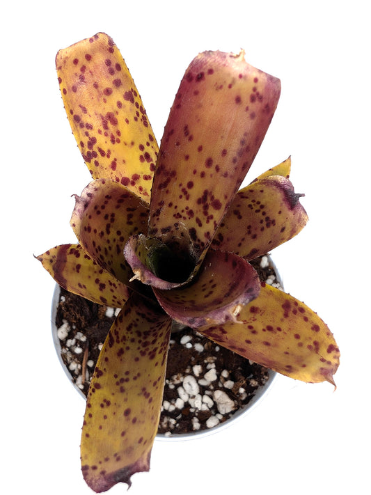Neoregelia ampullacea x pauciflora