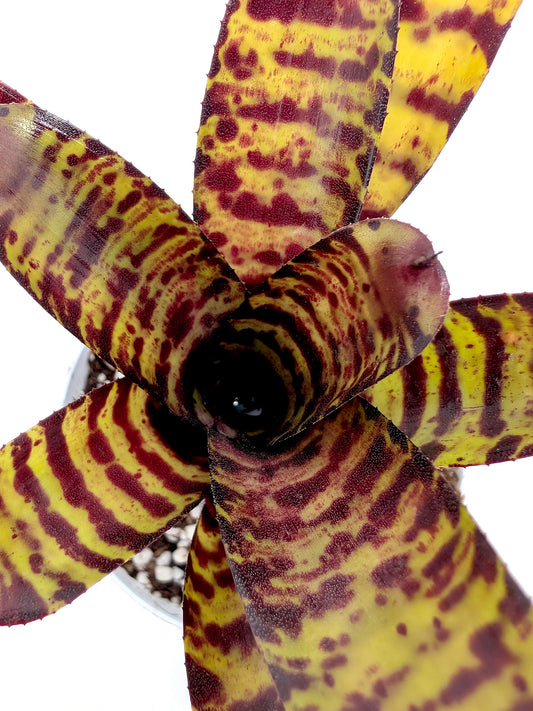 Neoregelia ampullacea x Wirlwind