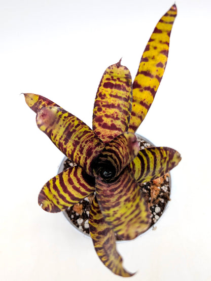 Neoregelia ampullacea x Wirlwind