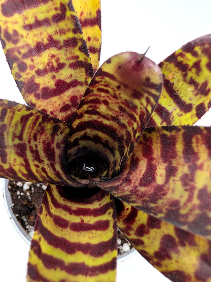 Neoregelia ampullacea x Wirlwind