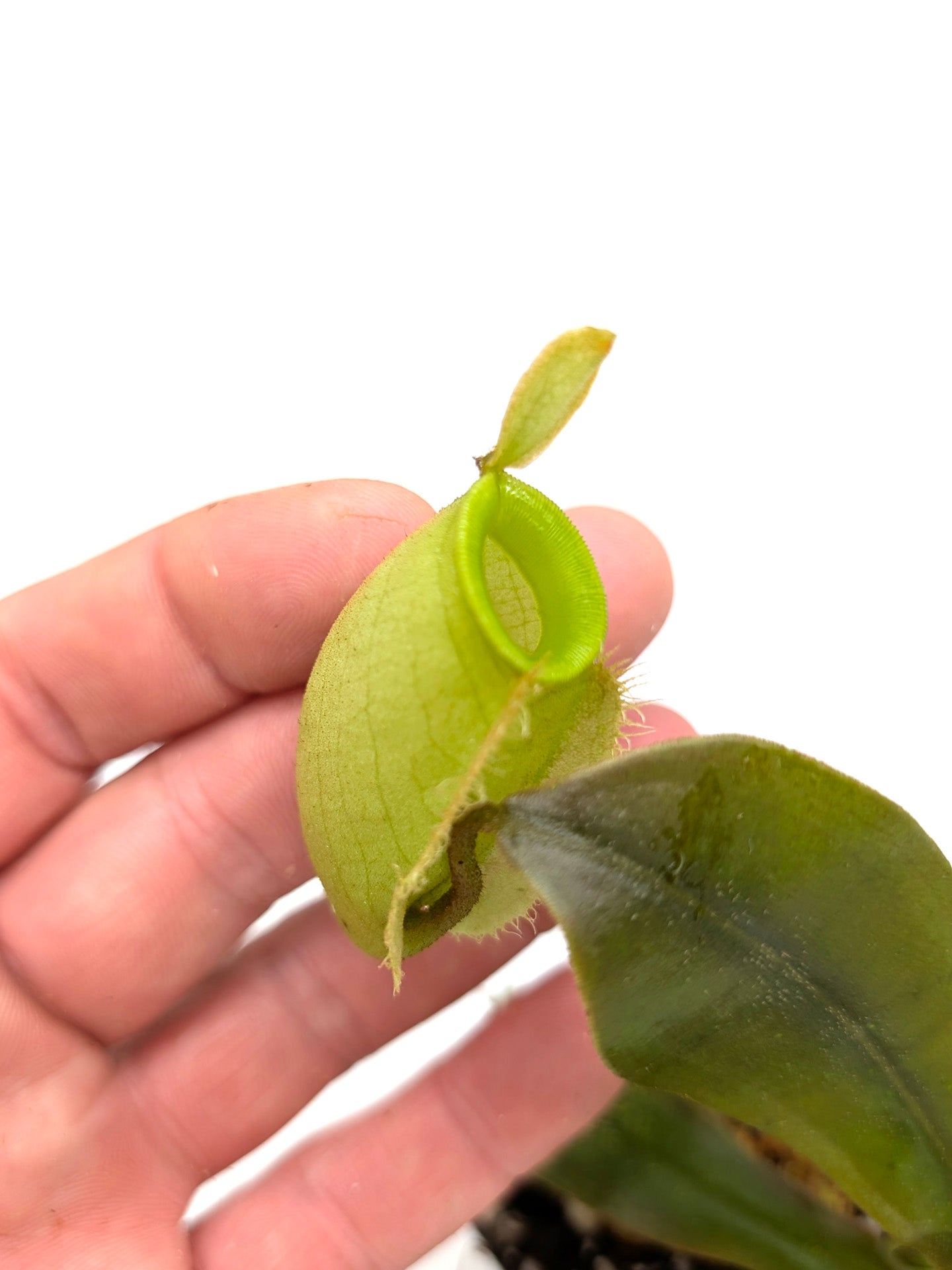 Nepenthes ampullaria  "Orange leaf"  Tayeve, Irian Jaya