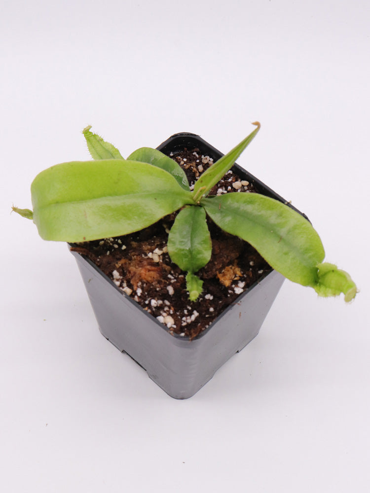 Nepenthes veillardii New Caledonia