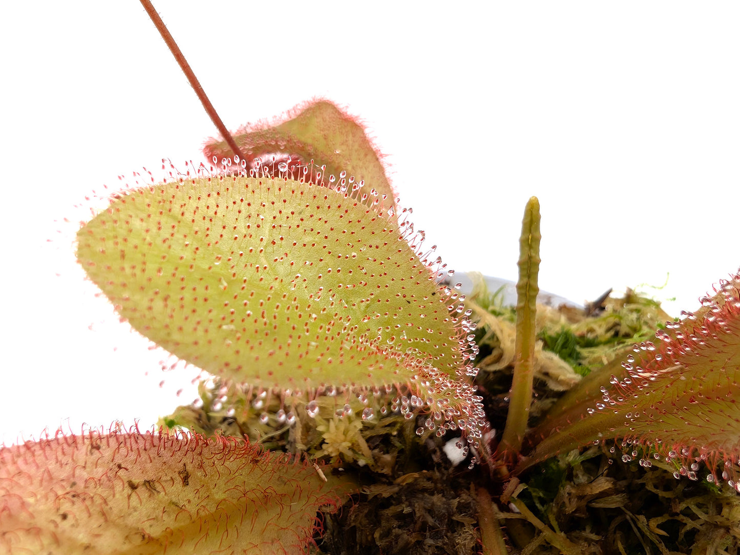 Drosera andromeda